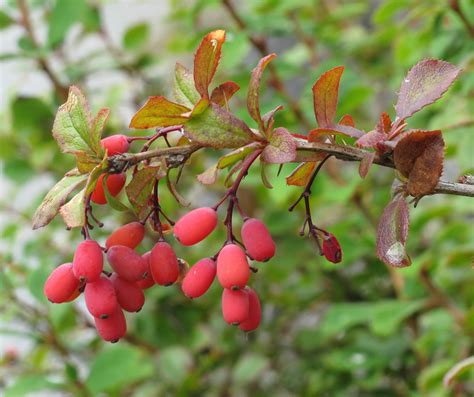 star of burberry tree|How to Grow and Care for Barberry Bushes .